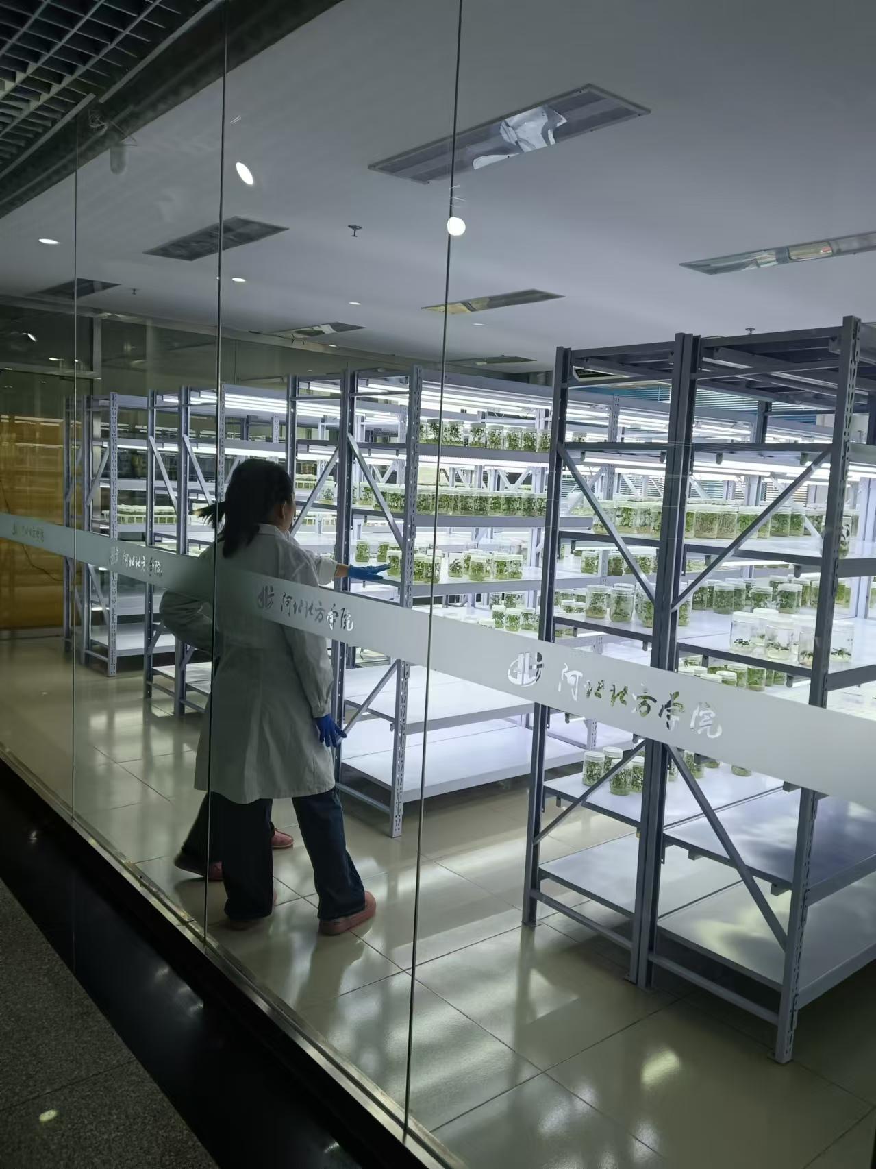 静海植物组培室设计的基本布局有哪些?
